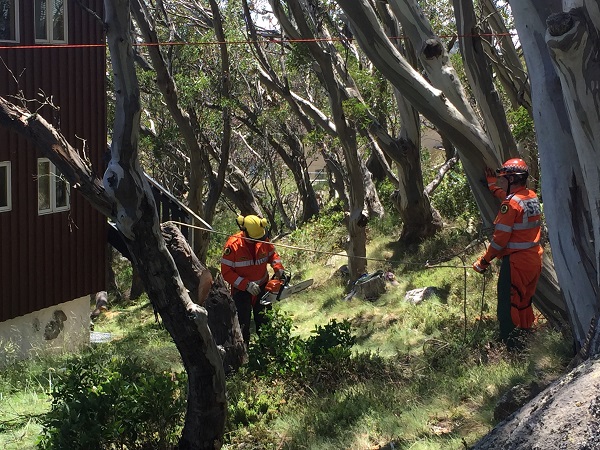 SES training in tree clearing 600